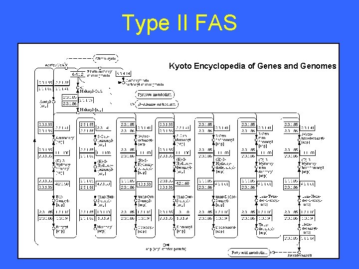 Type II FAS Kyoto Encyclopedia of Genes and Genomes 