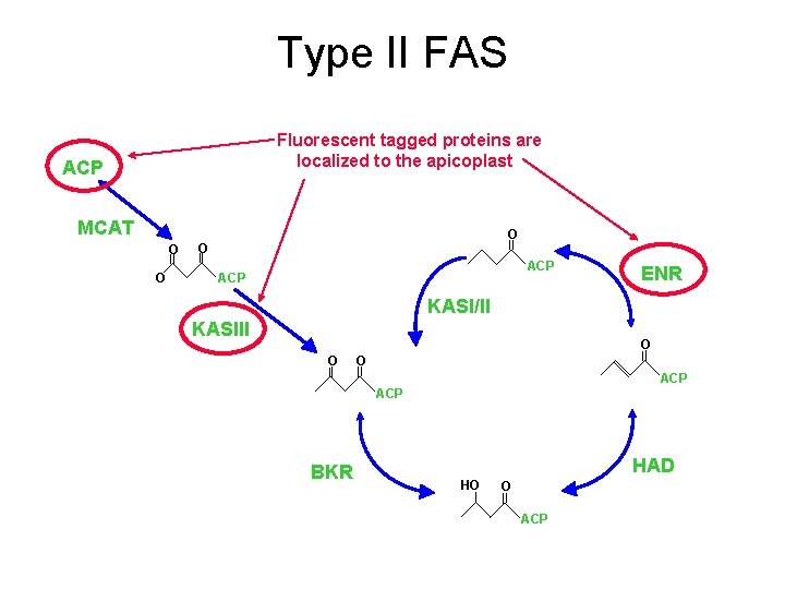 Type II FAS Fluorescent tagged proteins are localized to the apicoplast ACP MCAT O