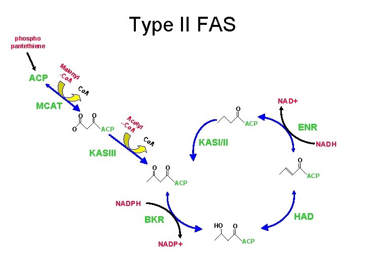 Type II FAS phospho pantethiene ACP Ma l -C ony o. A l Co