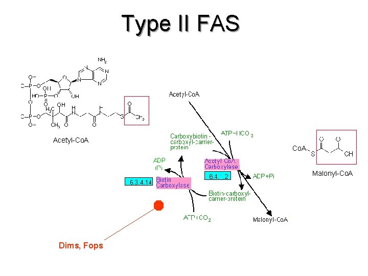 Type II FAS Acetyl-Co. A Malonyl-Co. A Dims, Fops 