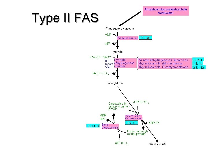 Type II FAS Phosphoenolpyruvate/phosphate translocator 