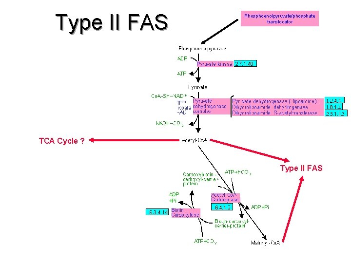 Type II FAS Phosphoenolpyruvate/phosphate translocator TCA Cycle ? Type II FAS 