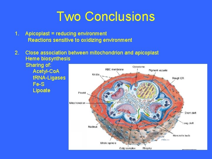 Two Conclusions 1. Apicoplast = reducing environment Reactions sensitive to oxidizing environment 2. Close