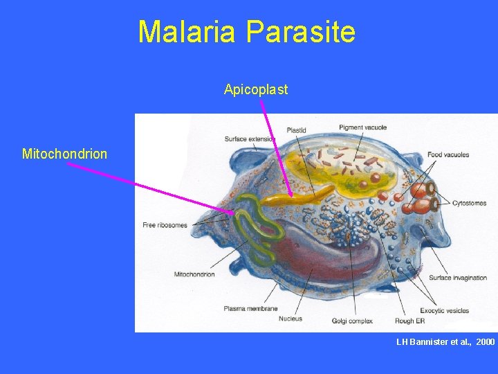 Malaria Parasite Apicoplast Mitochondrion LH Bannister et al. , 2000 