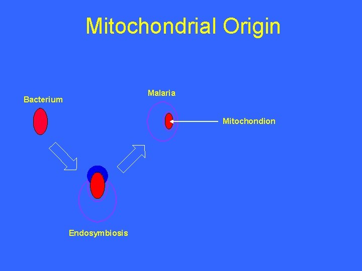 Mitochondrial Origin Malaria Bacterium Mitochondion Endosymbiosis 