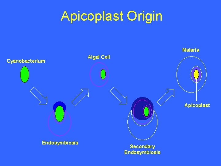 Apicoplast Origin Malaria Cyanobacterium Algal Cell Apicoplast Endosymbiosis Secondary Endosymbiosis 