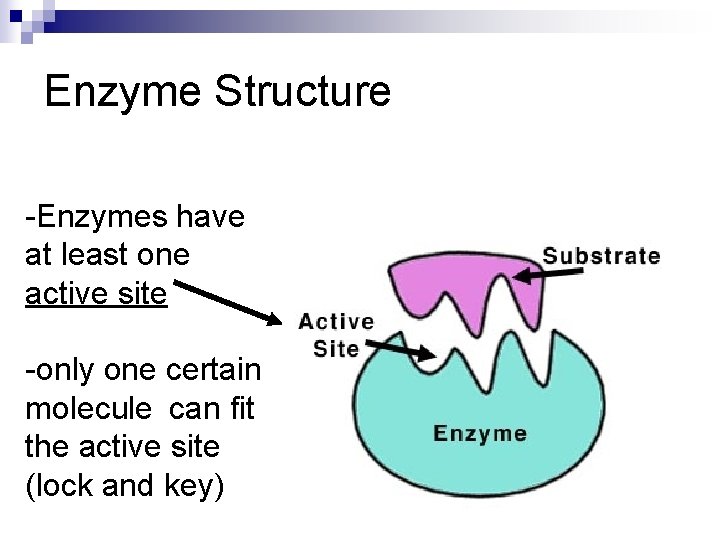 Enzyme Structure -Enzymes have at least one active site -only one certain molecule can