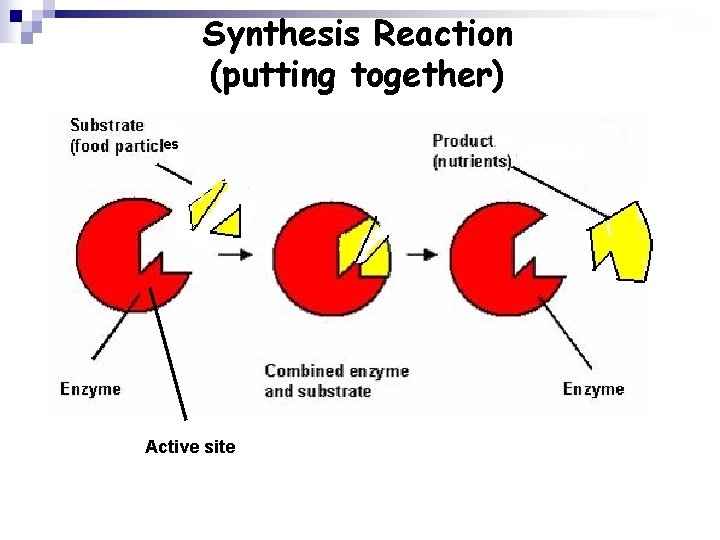 Synthesis Reaction (putting together) es Active site 