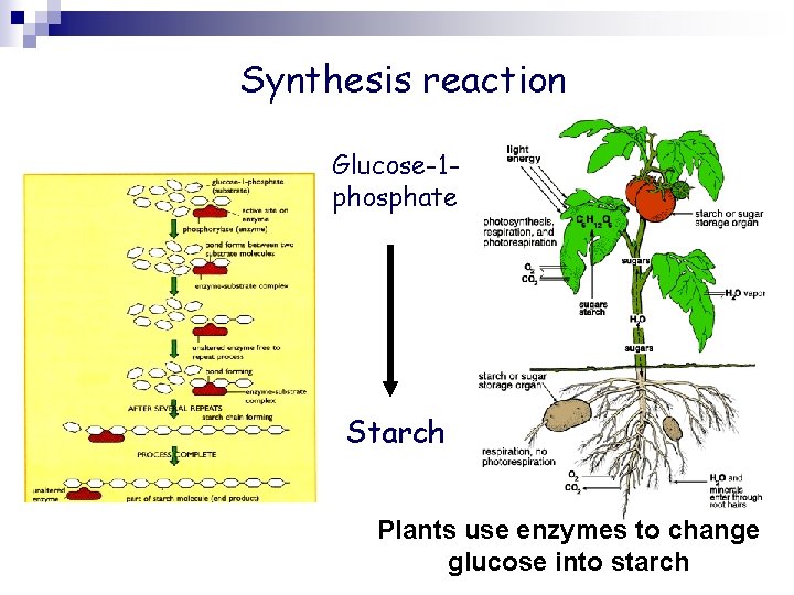 Synthesis reaction Glucose-1 phosphate Starch Plants use enzymes to change glucose into starch 