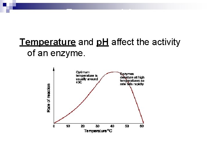 Enzyme activity Temperature and p. H affect the activity of an enzyme. 