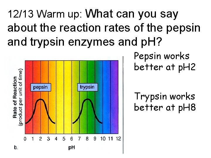 12/13 Warm up: What can you say about the reaction rates of the pepsin