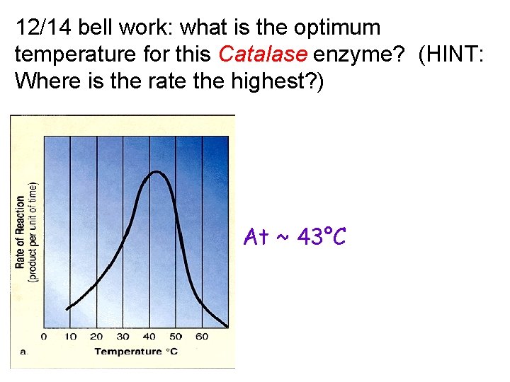 12/14 bell work: what is the optimum temperature for this Catalase enzyme? (HINT: Where