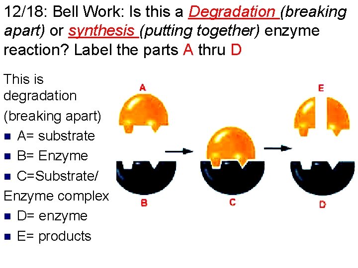 12/18: Bell Work: Is this a Degradation (breaking apart) or synthesis (putting together) enzyme