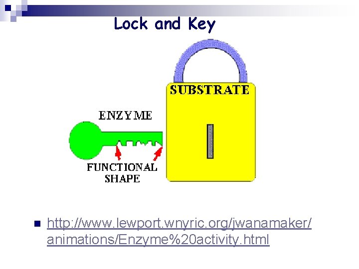 Lock and Key n http: //www. lewport. wnyric. org/jwanamaker/ animations/Enzyme%20 activity. html 