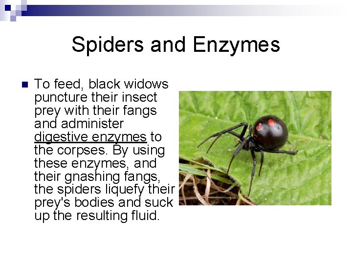 Spiders and Enzymes n To feed, black widows puncture their insect prey with their