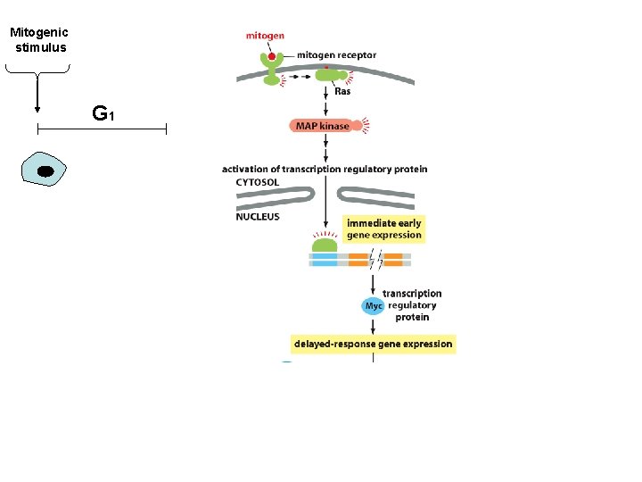 Mitogenic stimulus G 1 