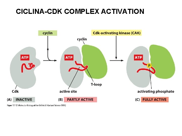 CICLINA-CDK COMPLEX ACTIVATION 