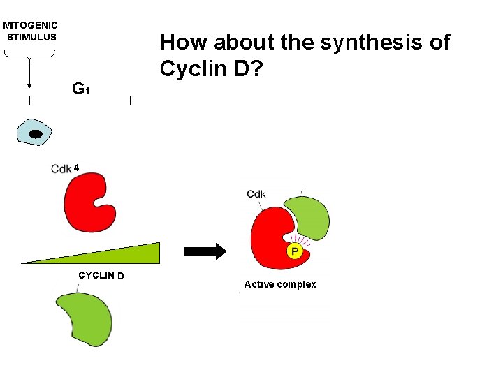 MITOGENIC STIMULUS G 1 How about the synthesis of Cyclin D? 4 CYCLIN D