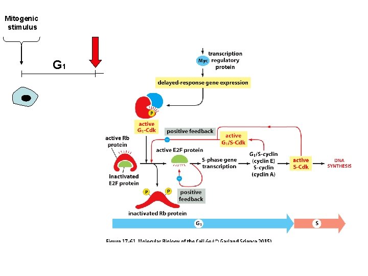 Mitogenic stimulus G 1 S S 