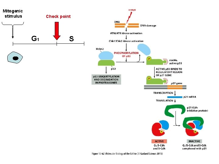 Mitogenic stimulus Check point G 1 S 