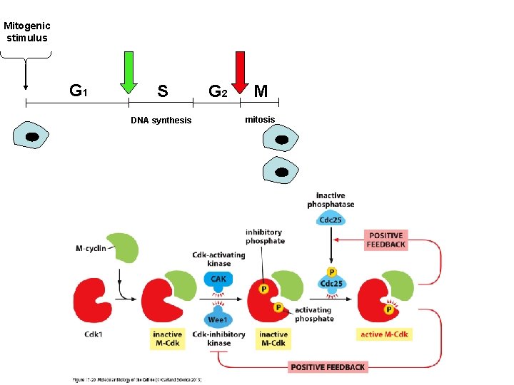 Mitogenic stimulus G 1 S DNA synthesis G 2 M mitosis 