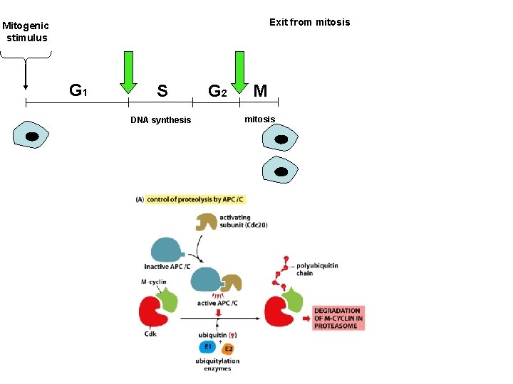 Exit from mitosis Mitogenic stimulus G 1 S DNA synthesis G 2 M mitosis