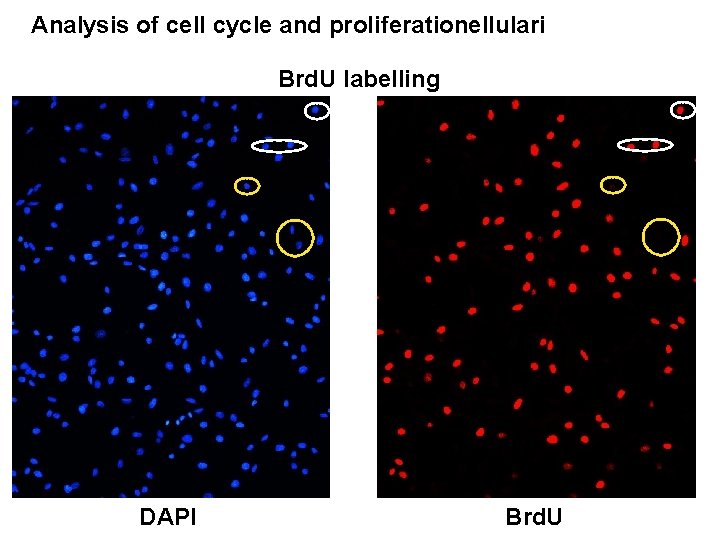 Analysis of cell cycle and proliferationellulari Brd. U labelling DAPI Brd. U 