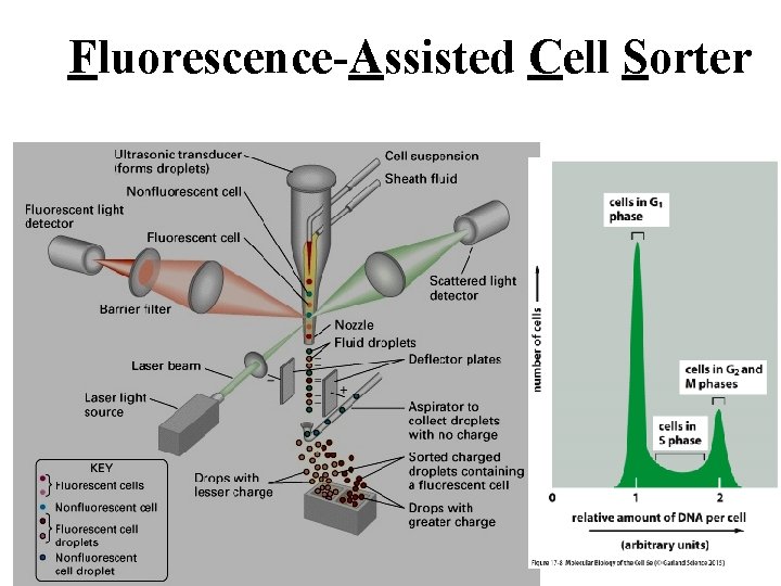 Fluorescence-Assisted Cell Sorter 
