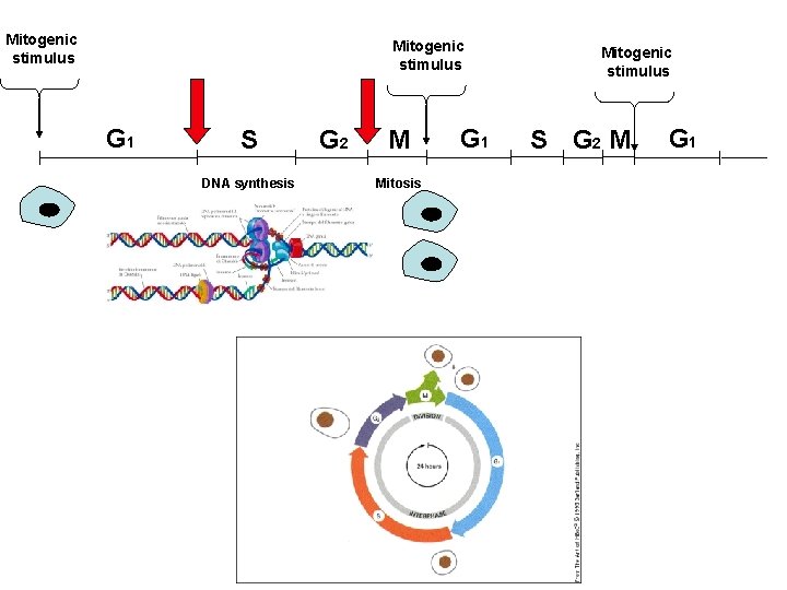 Mitogenic stimulus G 1 S DNA synthesis G 2 M Mitosis G 1 Mitogenic