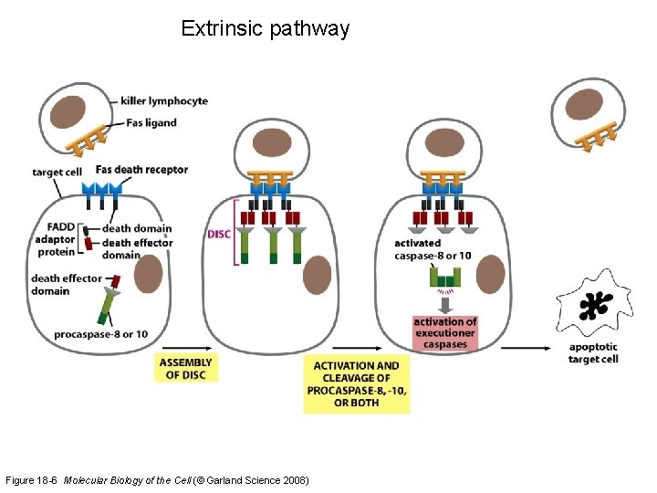 Extrinsic pathway Figure 18 -6 Molecular Biology of the Cell (© Garland Science 2008)