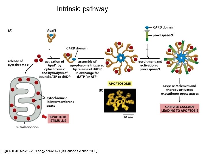 Intrinsic pathway Figure 18 -8 Molecular Biology of the Cell (© Garland Science 2008)