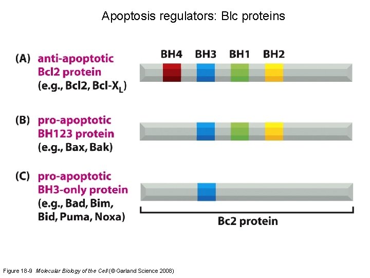 Apoptosis regulators: Blc proteins Figure 18 -9 Molecular Biology of the Cell (© Garland
