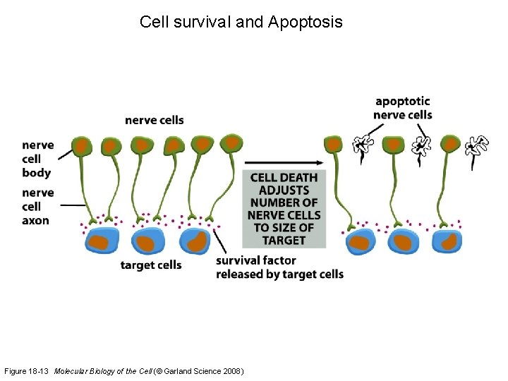 Cell survival and Apoptosis Figure 18 -13 Molecular Biology of the Cell (© Garland
