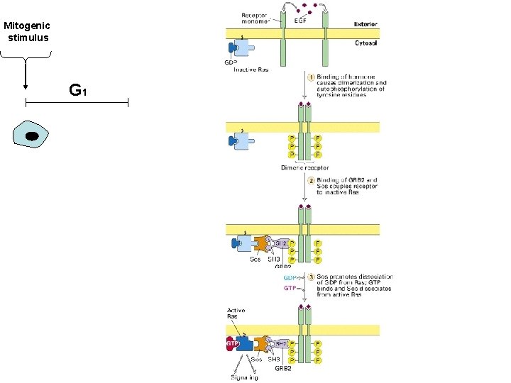 Mitogenic stimulus G 1 
