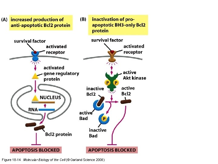 Figure 18 -14 Molecular Biology of the Cell (© Garland Science 2008) 