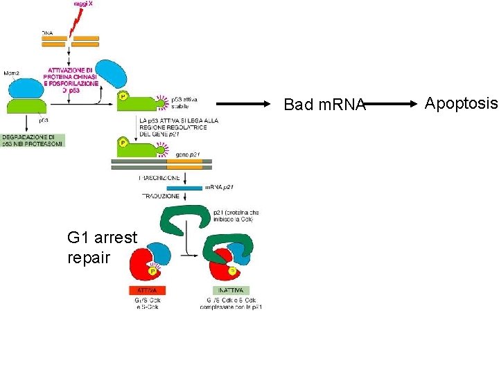 Bad m. RNA G 1 arrest repair Apoptosis 