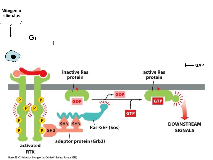 Mitogenic stimulus G 1 GAP 