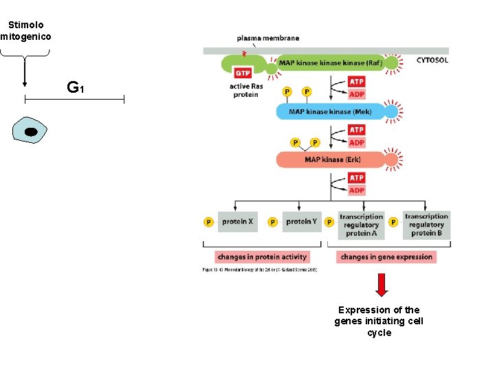 Stimolo mitogenico G 1 Expression of the genes initiating cell cycle 