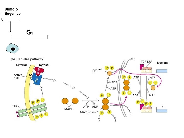 Stimolo mitogenico G 1 