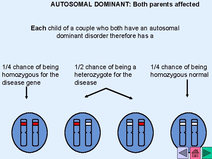 In Autosomal Dominant Inheritance Jsp Detid