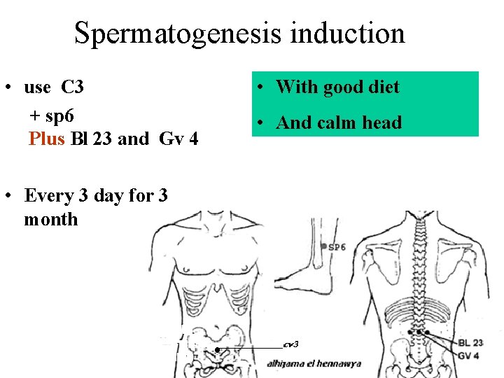 Spermatogenesis induction • use C 3 + sp 6 Plus Bl 23 and Gv