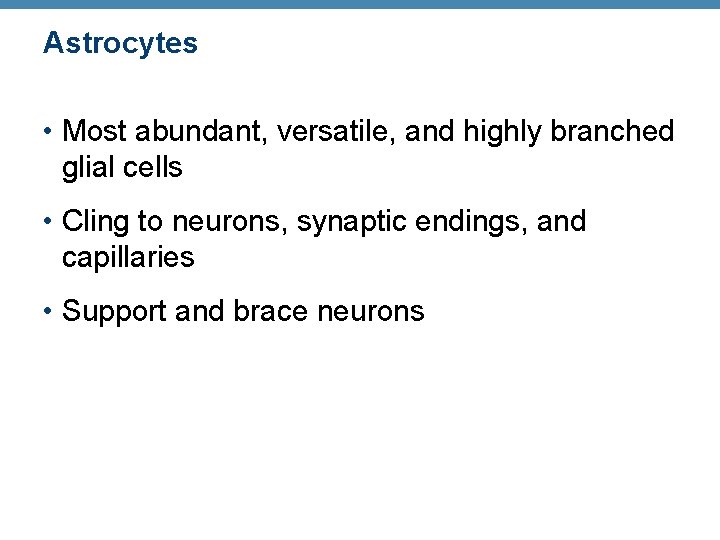 Astrocytes • Most abundant, versatile, and highly branched glial cells • Cling to neurons,