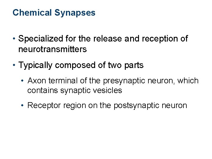 Chemical Synapses • Specialized for the release and reception of neurotransmitters • Typically composed