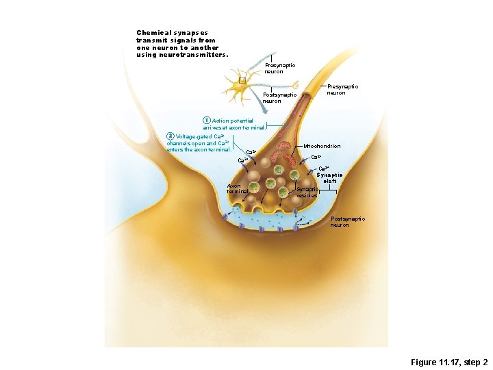 Chemical synapses transmit signals from one neuron to another using neurotransmitters. Presynaptic neuron Postsynaptic