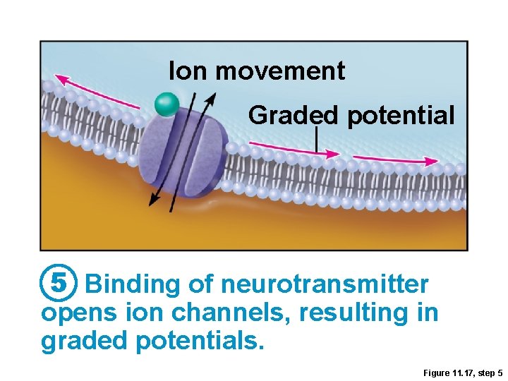 Ion movement Graded potential 5 Binding of neurotransmitter opens ion channels, resulting in graded