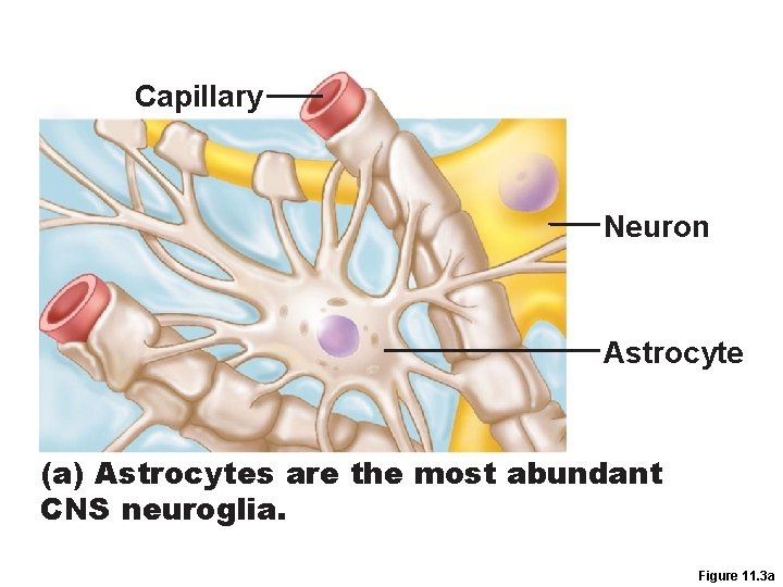 Capillary Neuron Astrocyte (a) Astrocytes are the most abundant CNS neuroglia. Figure 11. 3