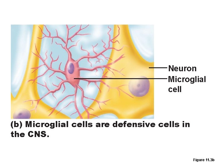 Neuron Microglial cell (b) Microglial cells are defensive cells in the CNS. Figure 11.