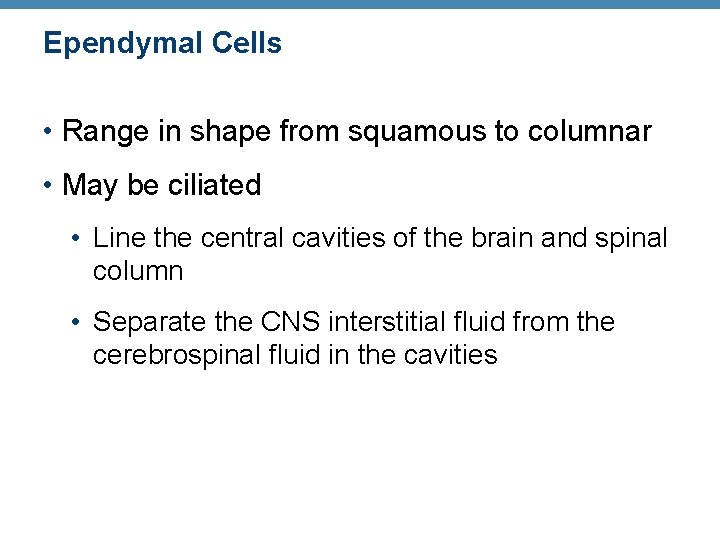 Ependymal Cells • Range in shape from squamous to columnar • May be ciliated