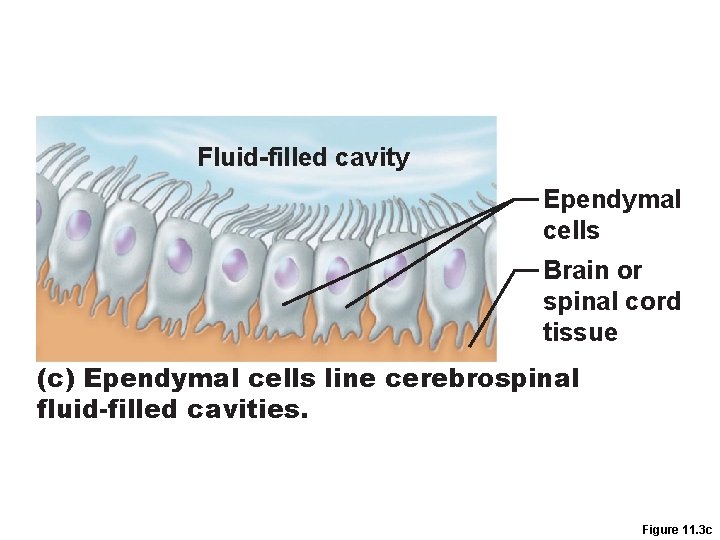 Fluid-filled cavity Ependymal cells Brain or spinal cord tissue (c) Ependymal cells line cerebrospinal