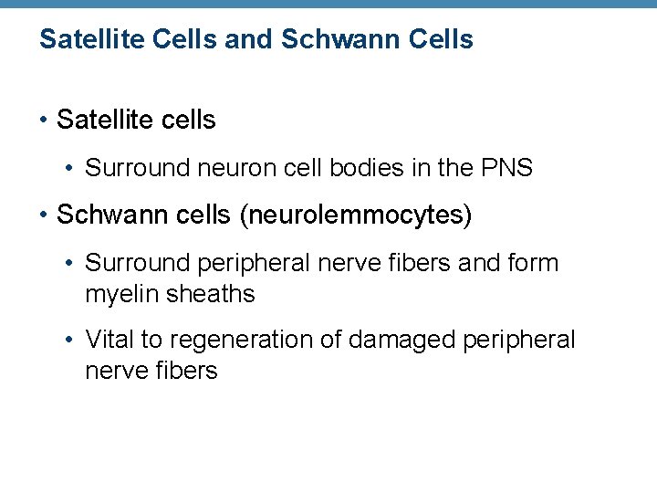 Satellite Cells and Schwann Cells • Satellite cells • Surround neuron cell bodies in